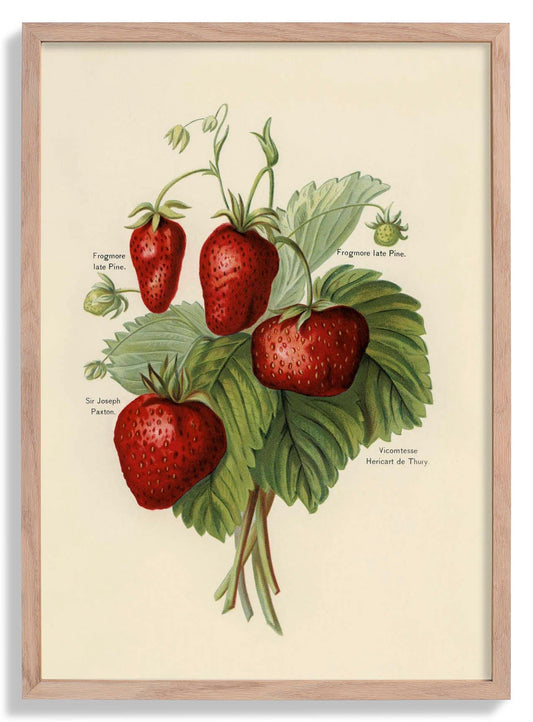 Frogmore Vicomtesse Strawberries Fruit Poster