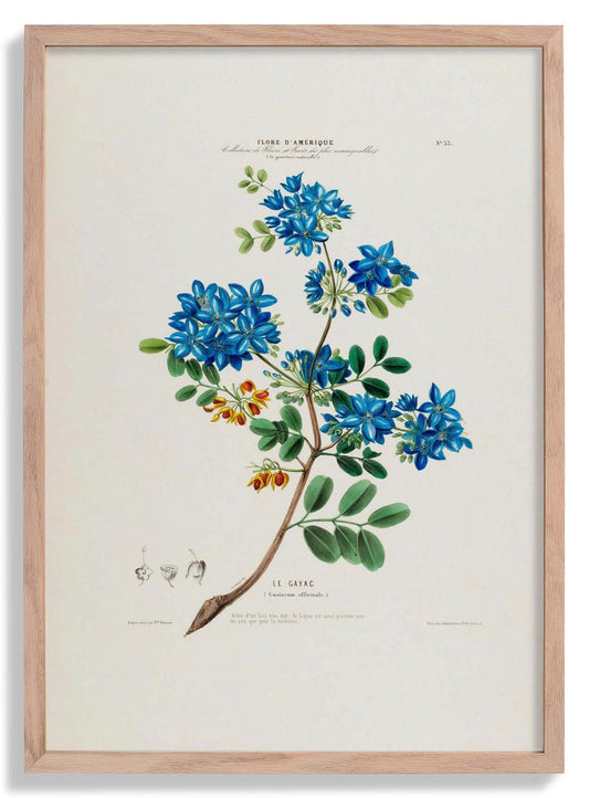 Le Gayac Botanical Poster
