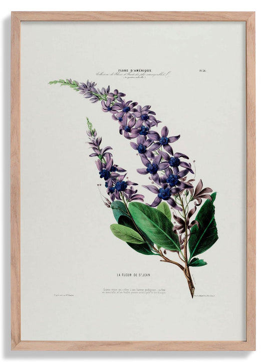 La Fleur De St Jean Botanical Poster