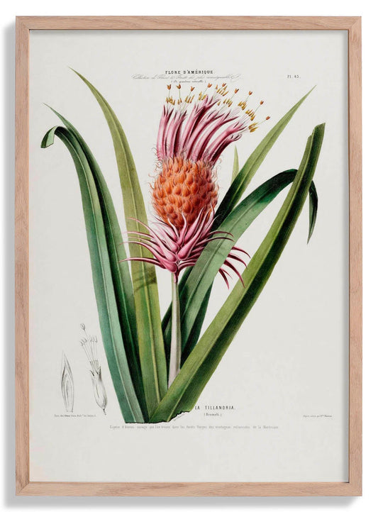 La Tillandria Botanical Poster