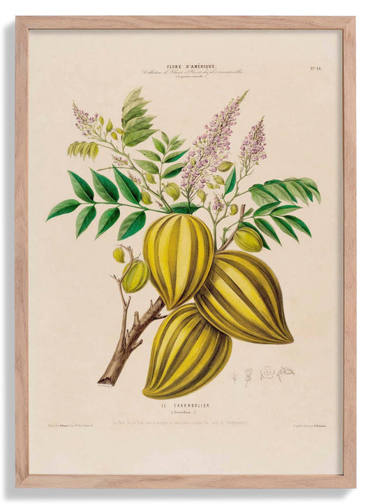 Le Caranbolier Botanical Poster