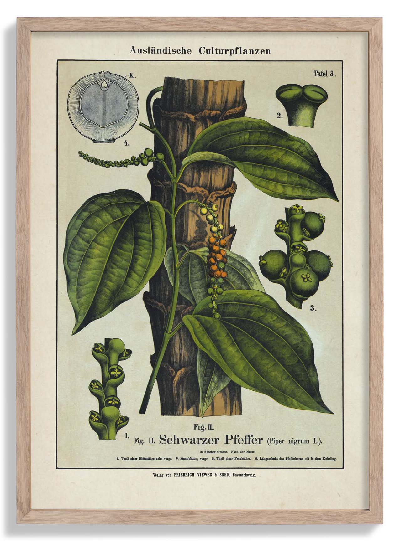 Black Pepper Plant Poster