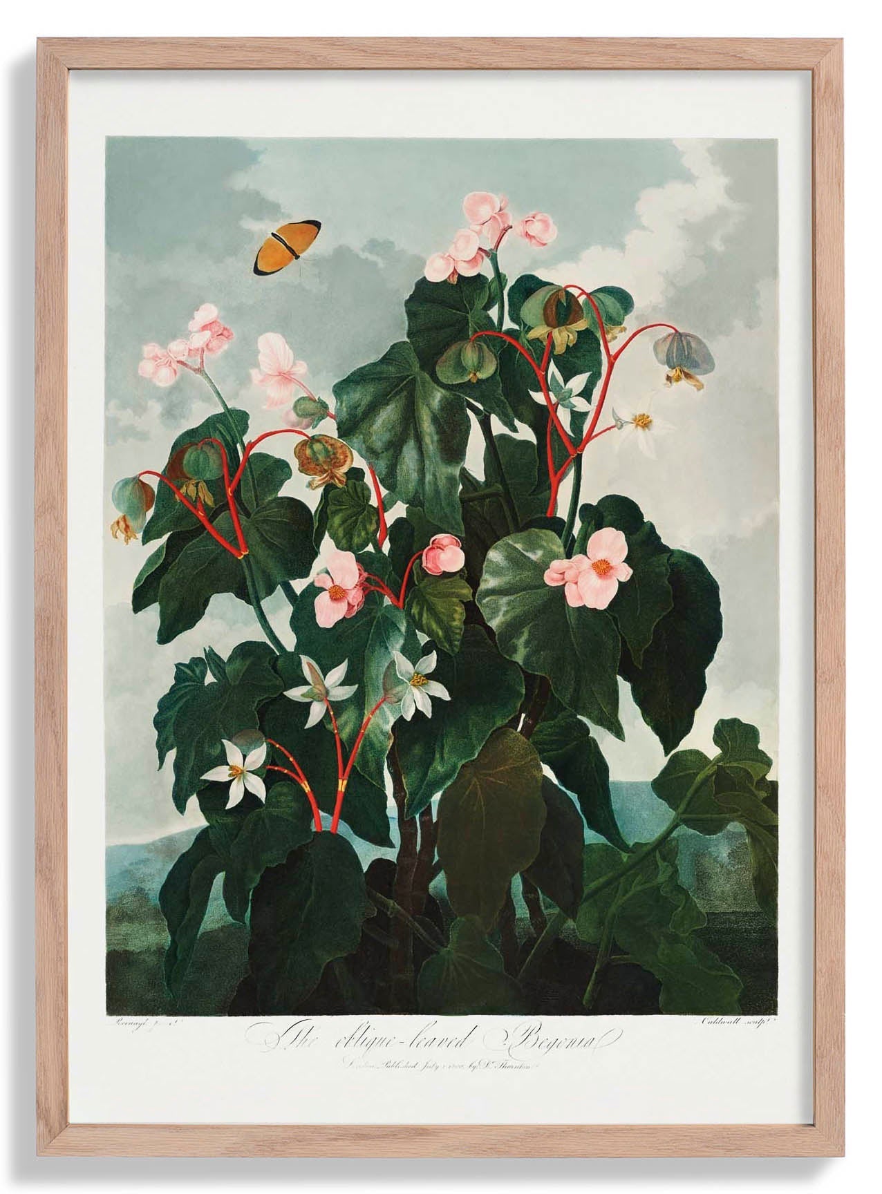 Begonia Plant from The Temple of Flora