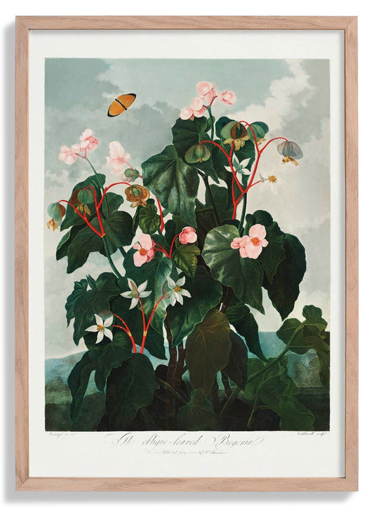 Begonia Plant from The Temple of Flora