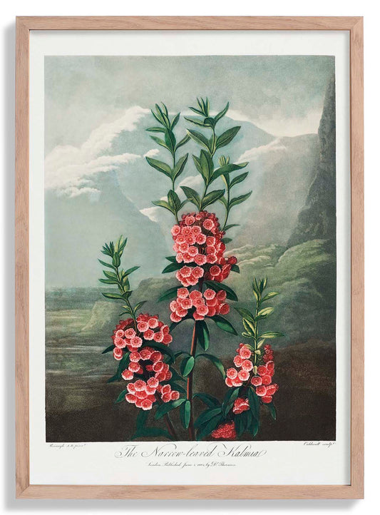 Kalmia Plant from The Temple of Flora