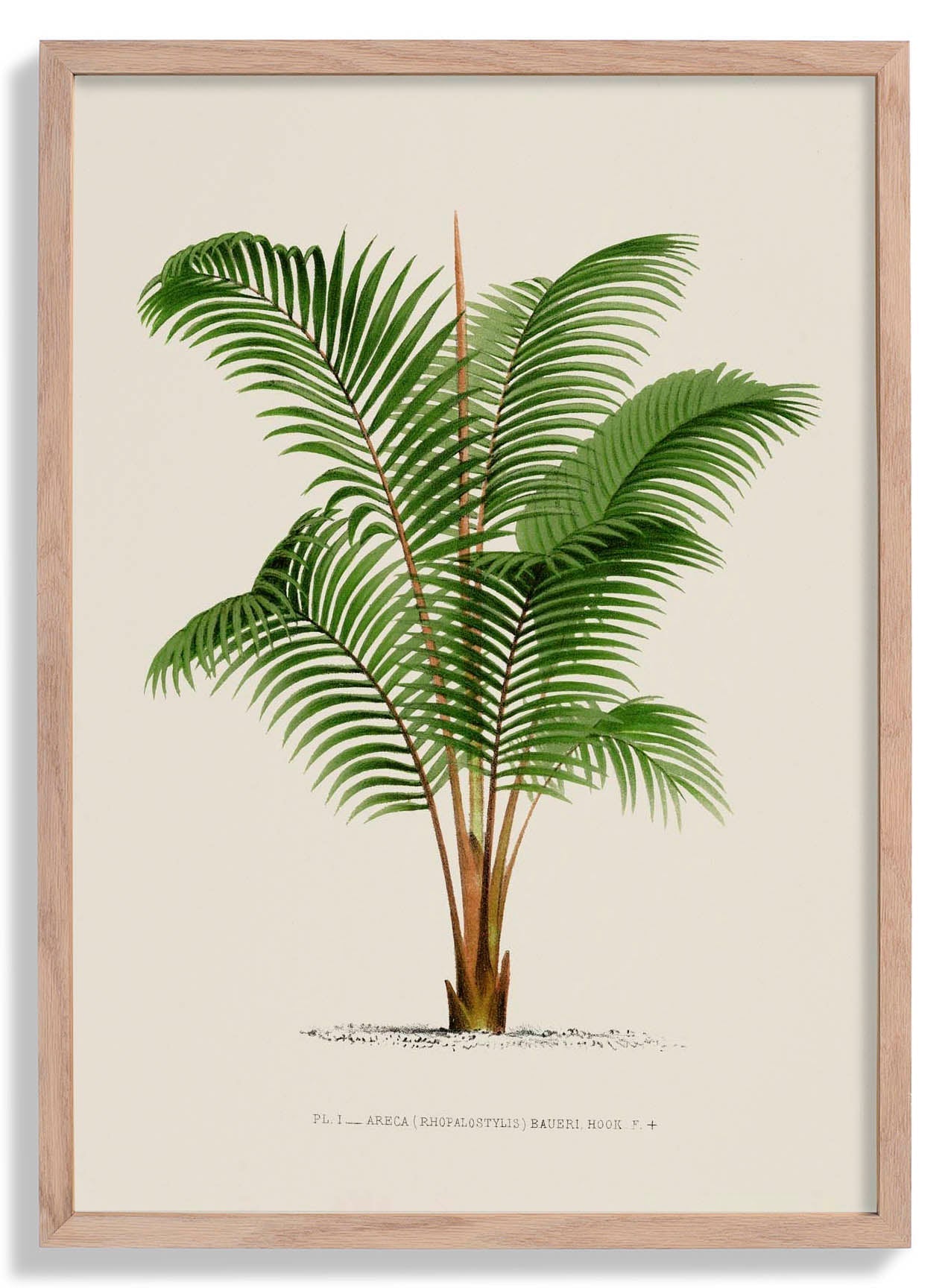 Areca Bauer Palm Tree Art Print