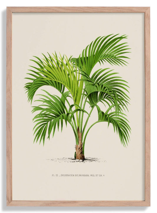 Grisebachia Belmoreana Palm Tree Art Print