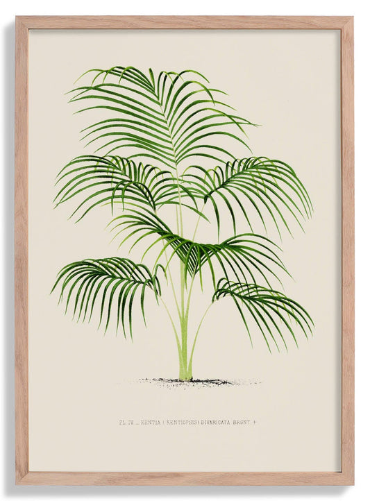 Kentia Divaricata Palm Tree Art Print
