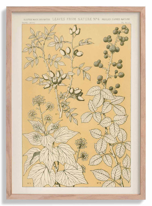 Leaves from Nature Nr 6 by Owen Jones