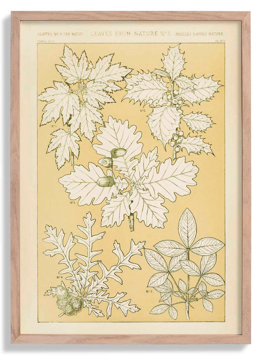 Leaves from Nature Nr 5 by Owen Jones