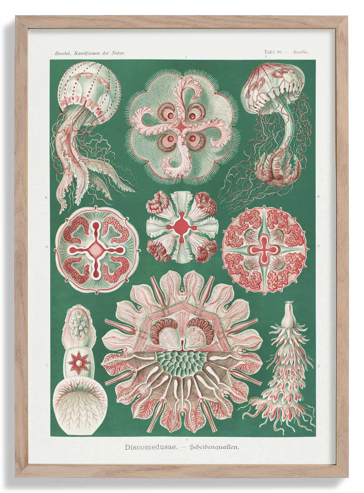Discomedusae Green Pink by Ernst Haeckel Poster with borders