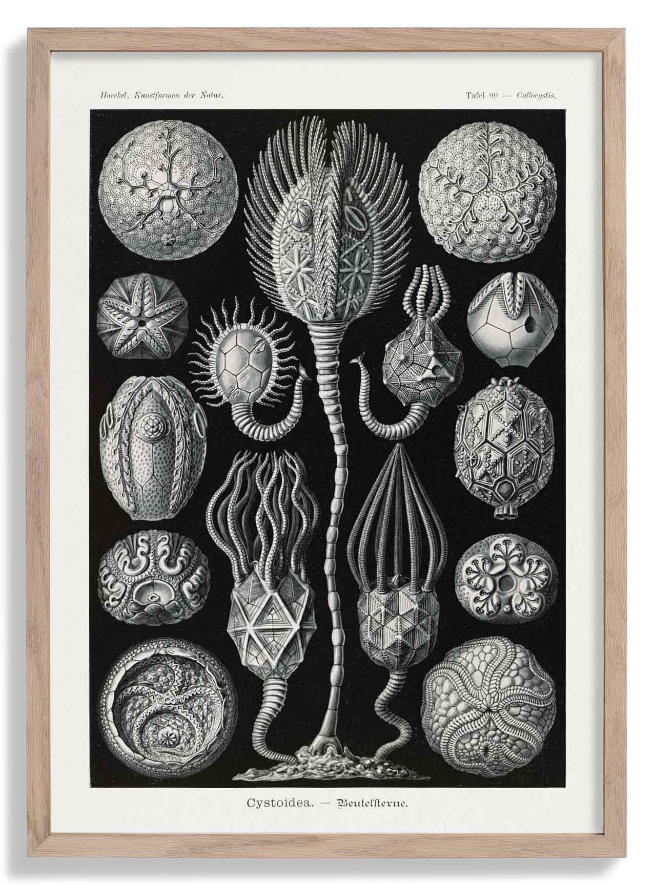 Cystoidea by Ernst Haeckel Poster