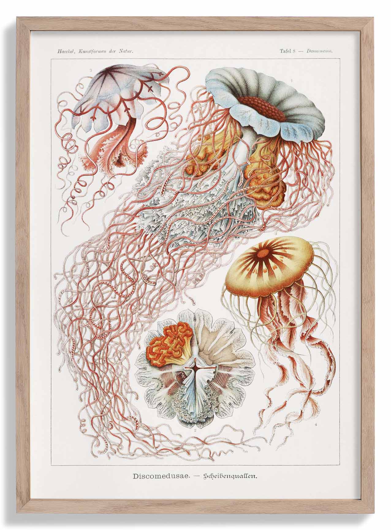 Discomedusae III by Ernst Haeckel Poster