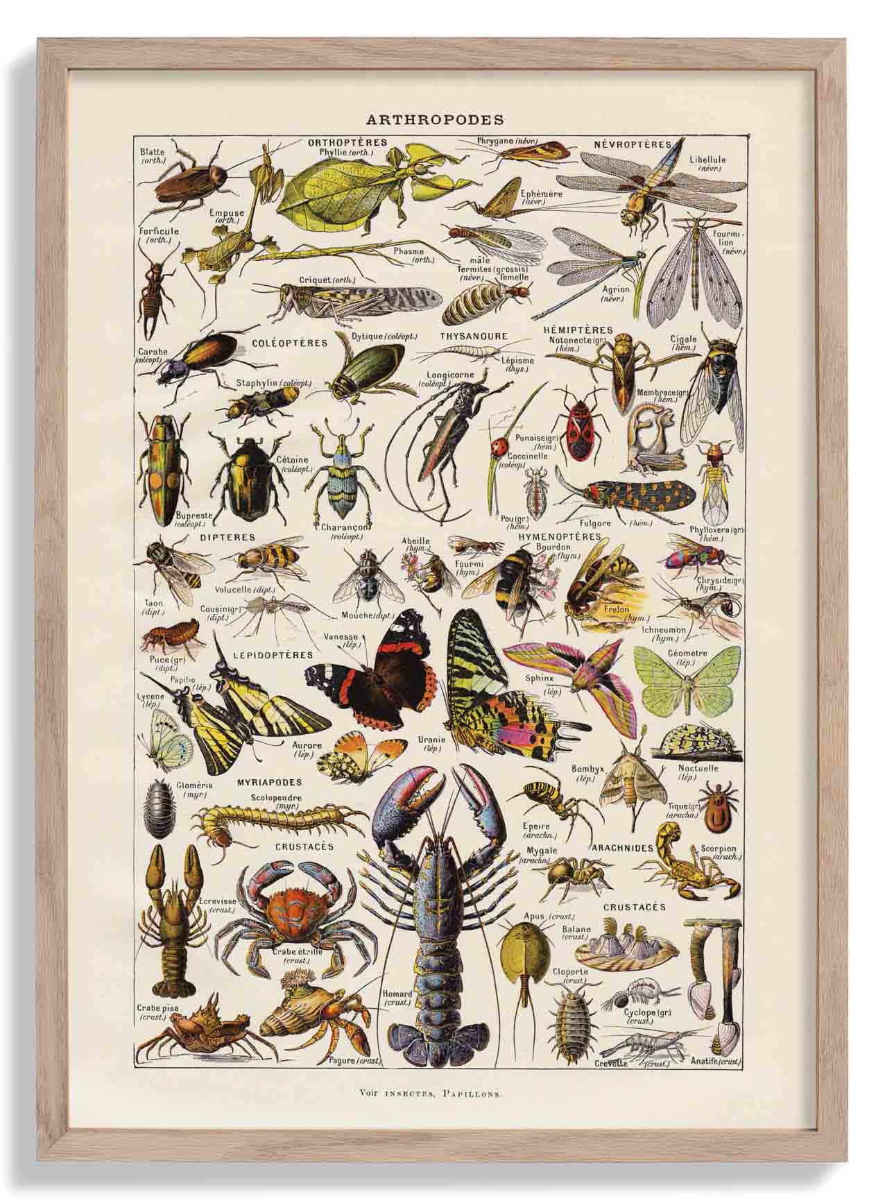 Arthropodes Chart Larousse Poster
