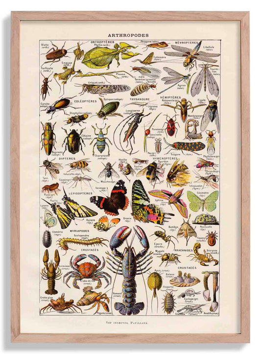 Arthropodes Chart Larousse Poster