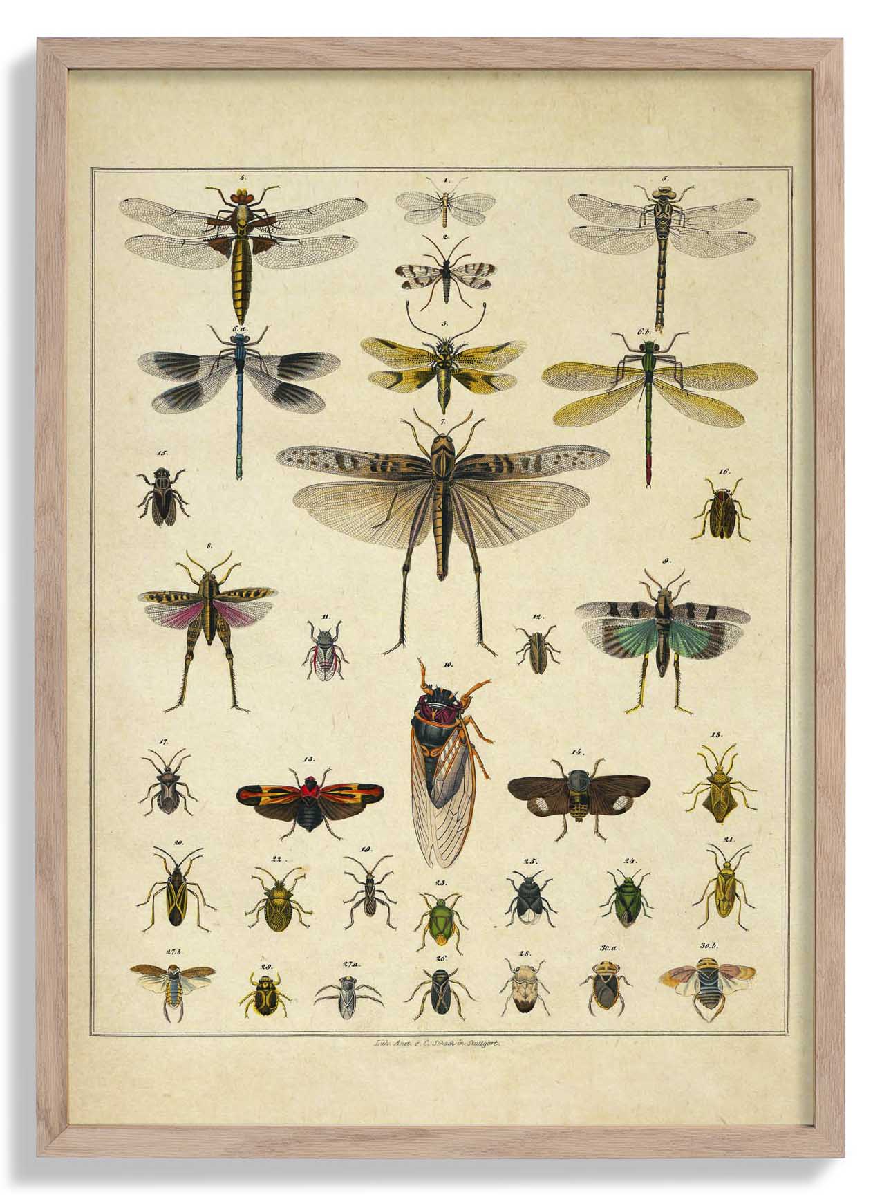 Insects by Oken Poster