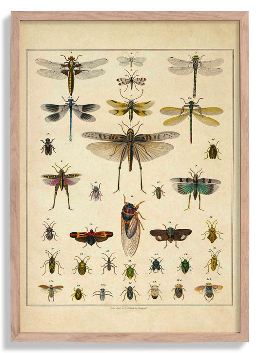 Insects by Oken Poster