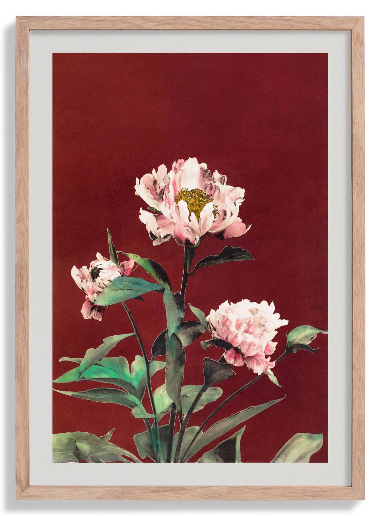 Hærdaceous Peony by Ogawa Kazumasa