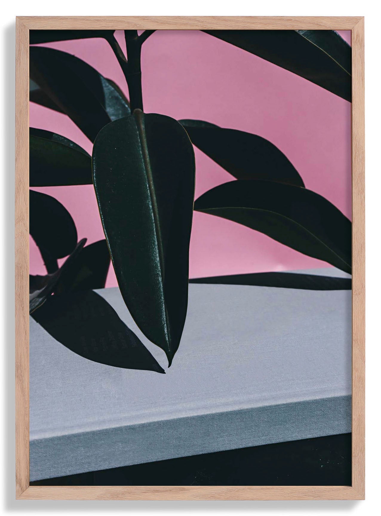 Close Up of Indoor Rubber Plant