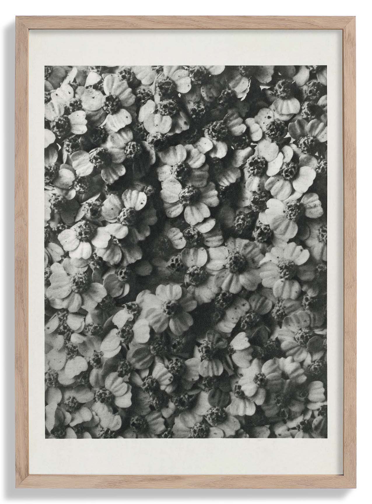 Karl Blossfeldt Plant Photogravure Nr 68