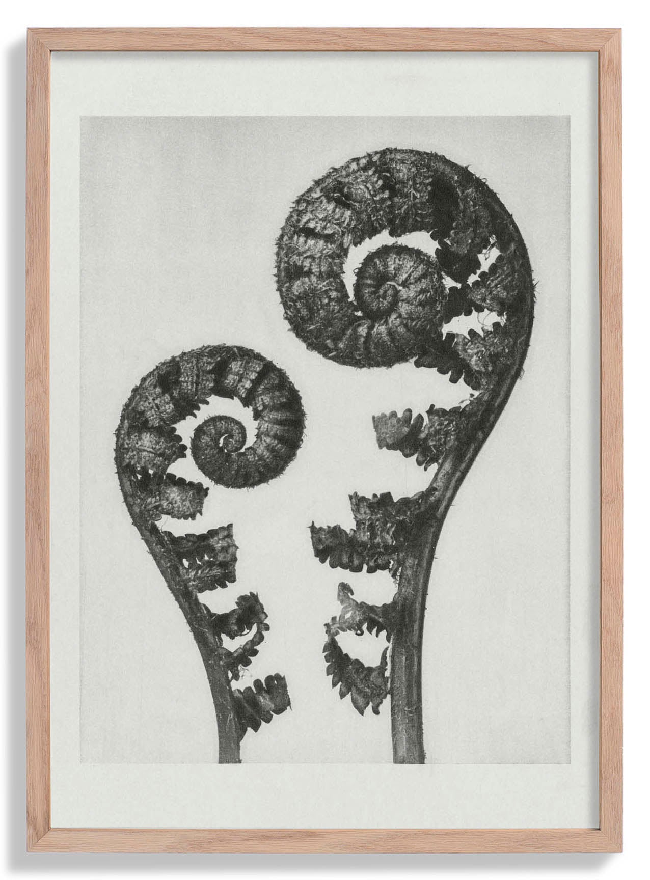 Karl Blossfeldt Plant Photogravure Nr 109
