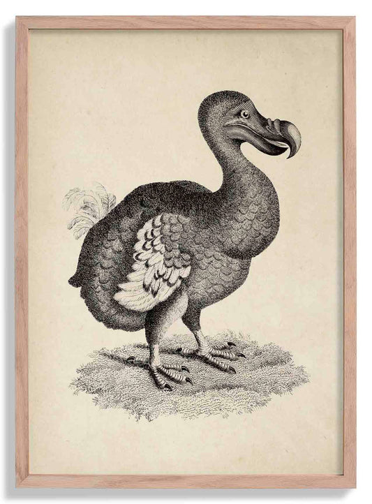 Antique Dodo Poster