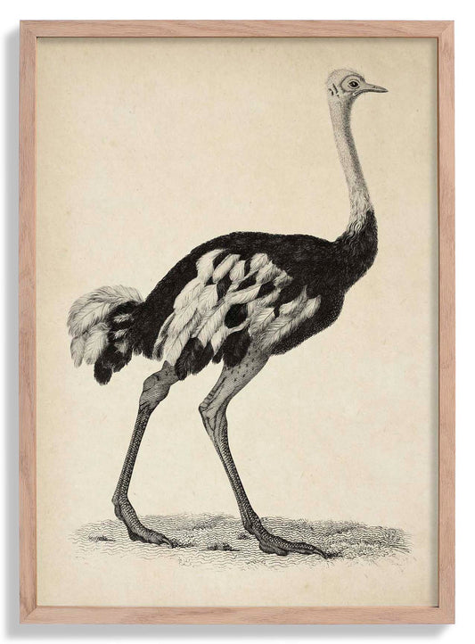 Antique Ostrich Poster