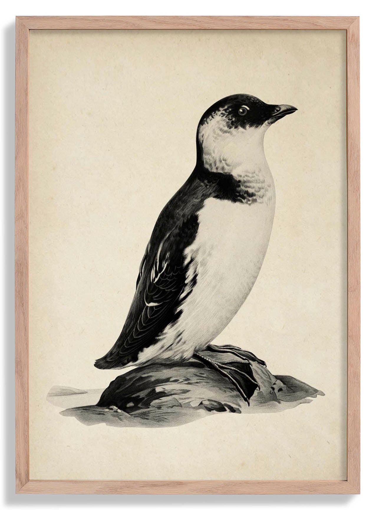 Antique Penguin Poster