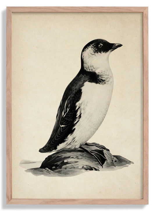 Antique Penguin Poster