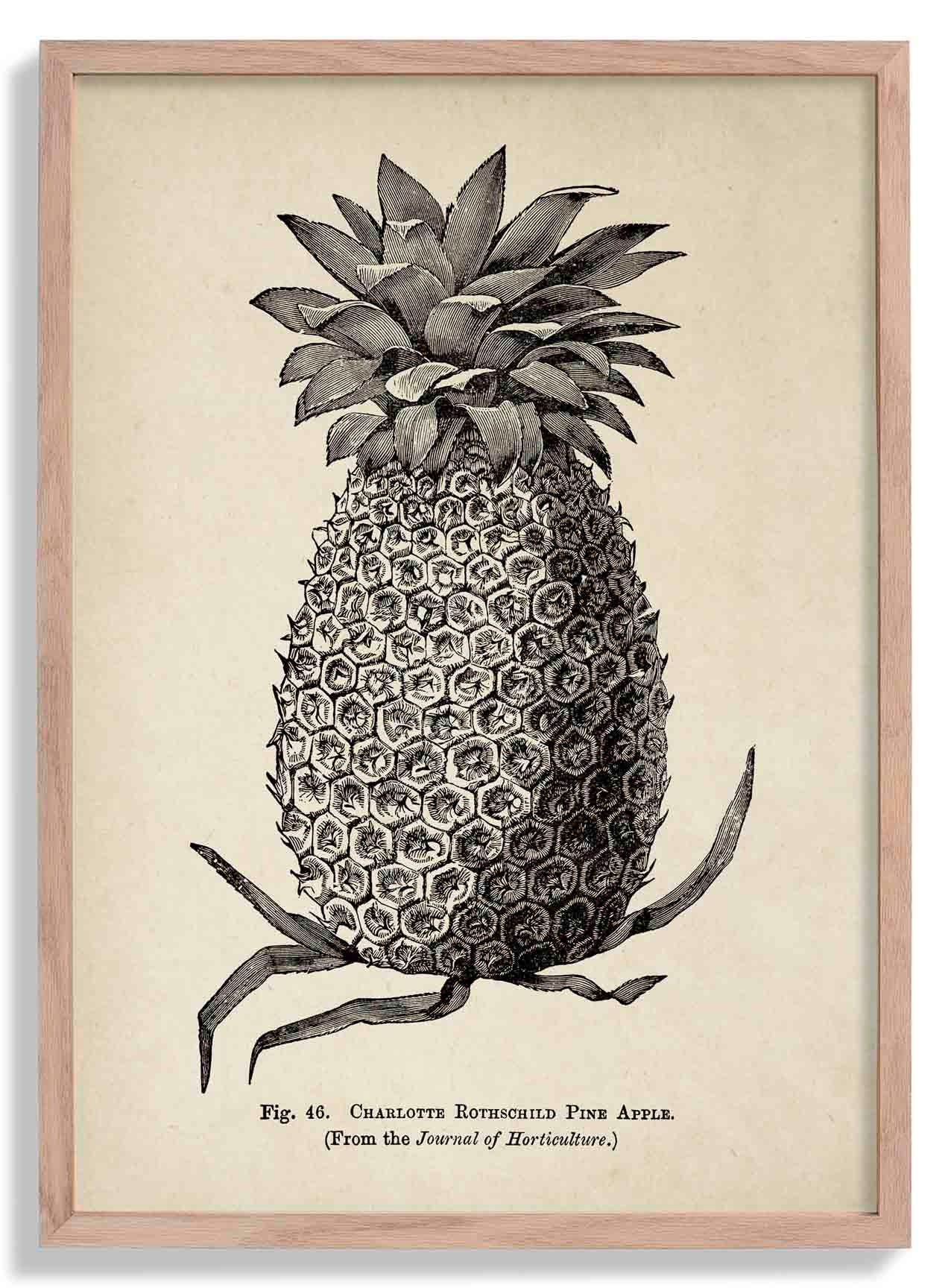 Antique Pineapple Poster