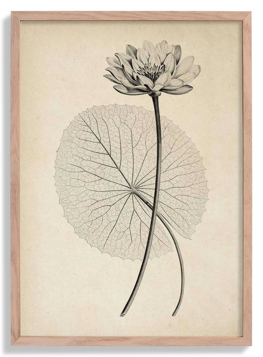 Antique White Egyptian Lotus Flower Poster