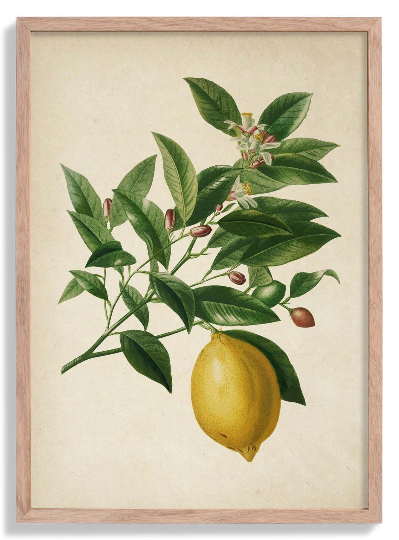 Antique Lemon Fruit Poster
