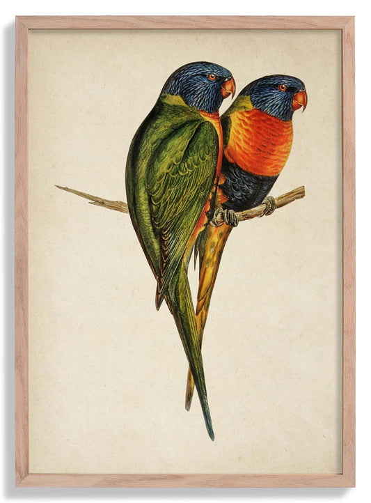 Antique Colorful Parrots Poster