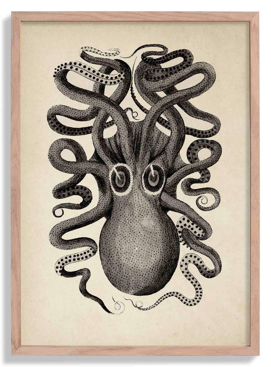 Antique Octopus II Poster