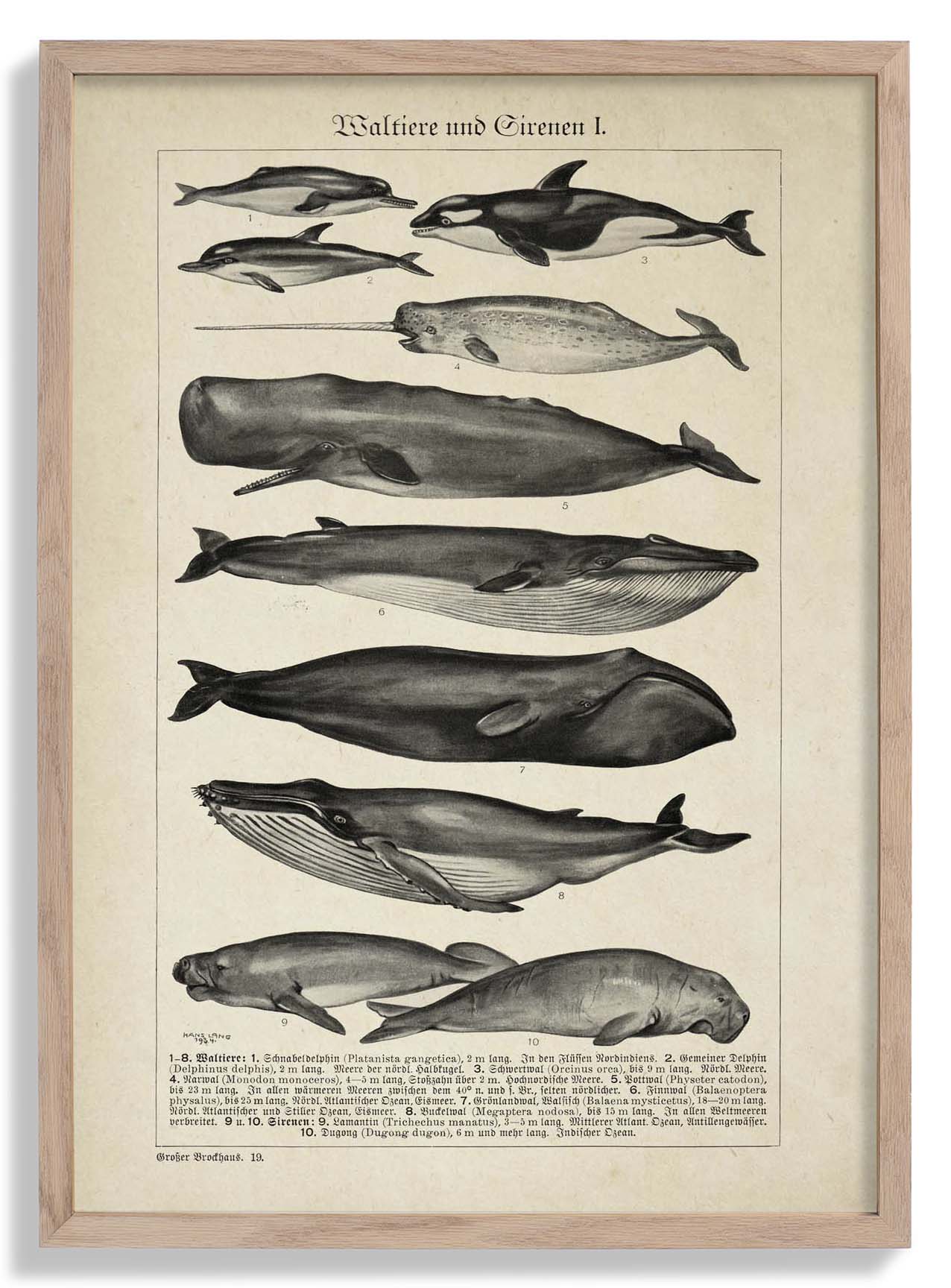 Antique Whales Chart Poster