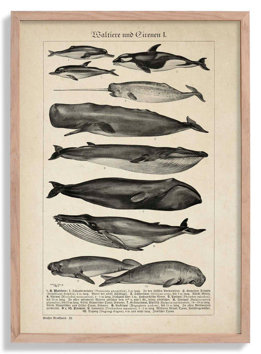 Antique Whales Chart Poster