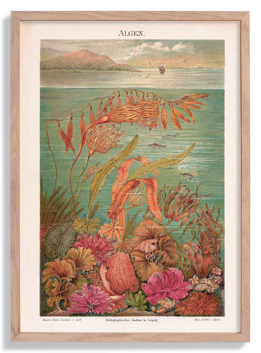 Seaweed Algen Collection