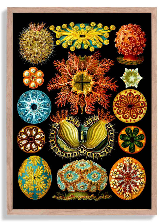 Colourful Corals Embryology by Ernst Haeckel Poster