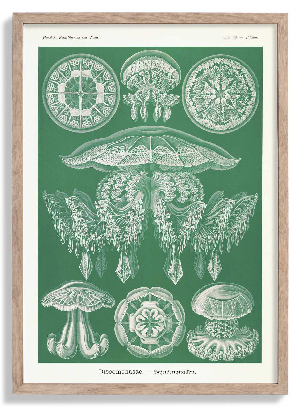 Discomedusae Green Jellyfish by Ernst Haeckel Poster with borders