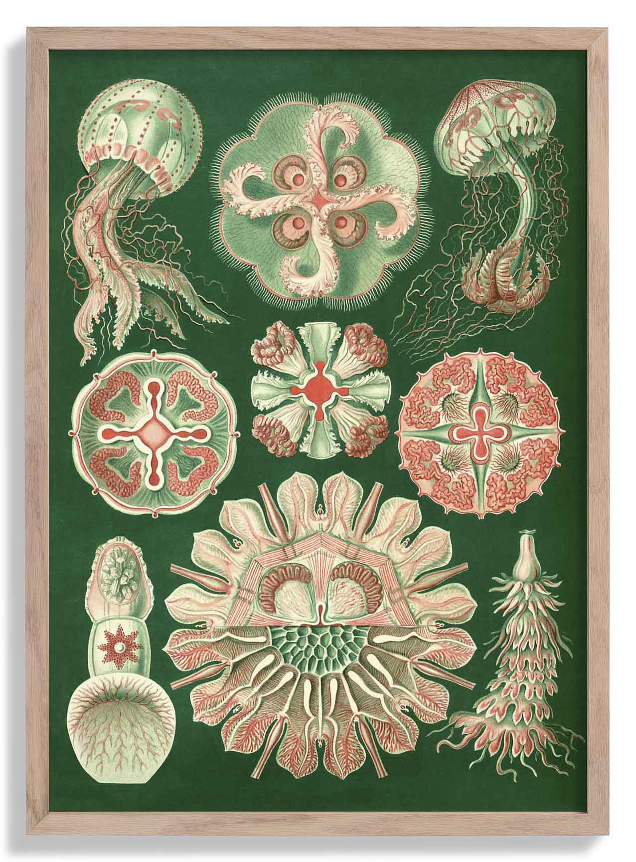 Discomedusae Schweibenquallen Green Pink by Hernst Heackel Poster