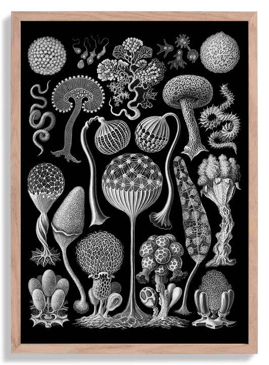 Mycetozoa by Ernest Haeckel Poster