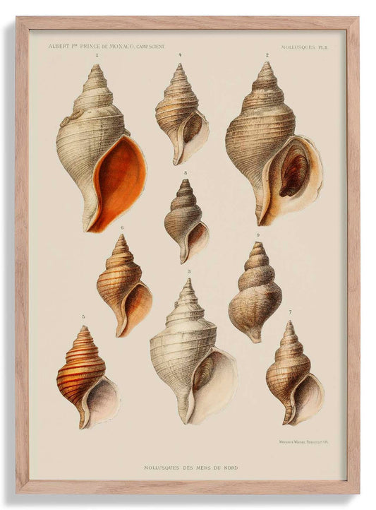 Shells Seashells Mollusques Chart Poster