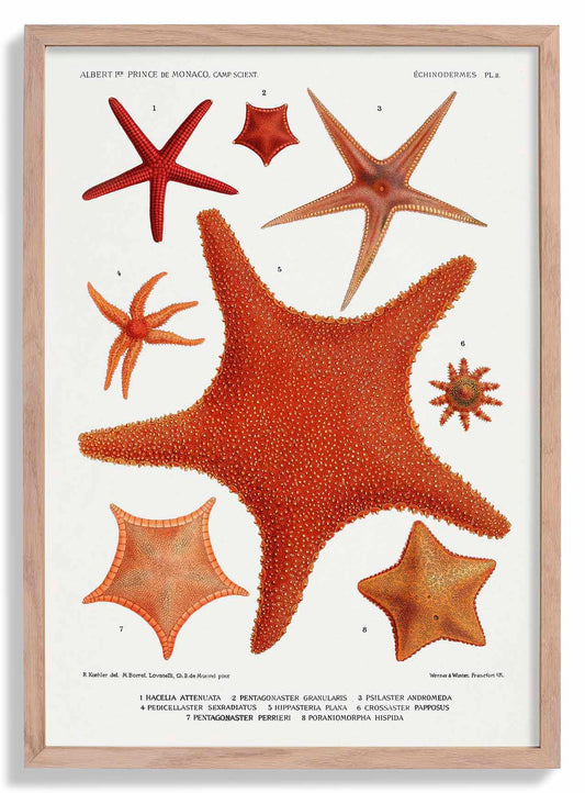Starfish Varieties Chart 2 Poster