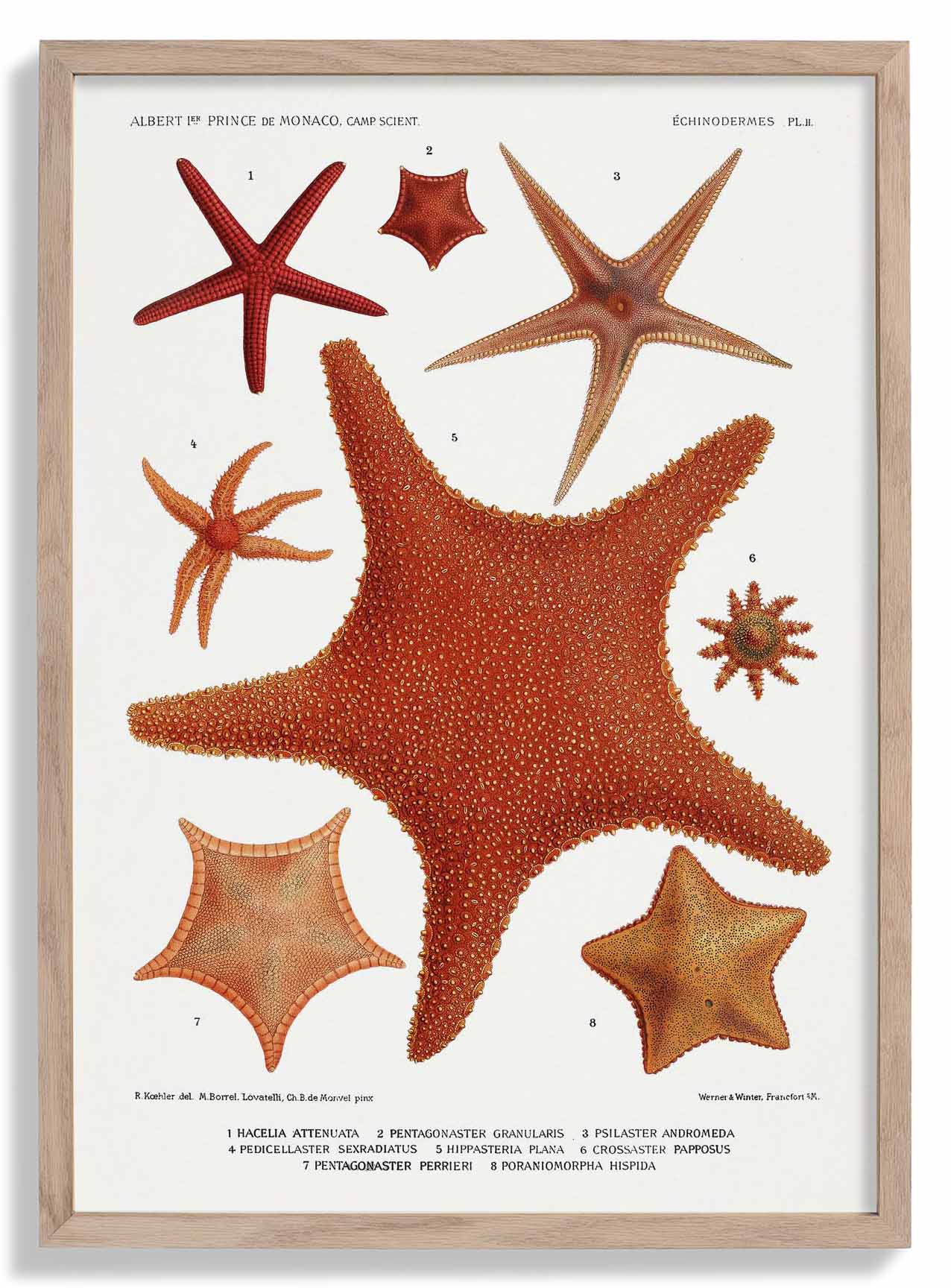 Starfish Varieties Chart 2 Poster