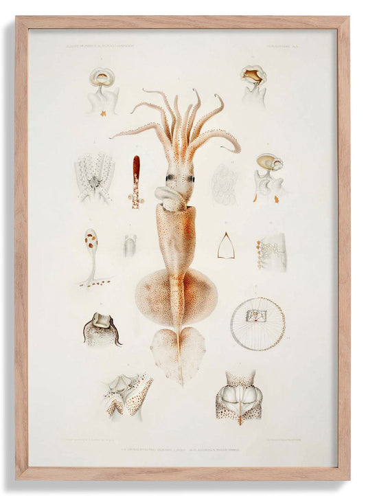 Squids External and Internal Organs Poster