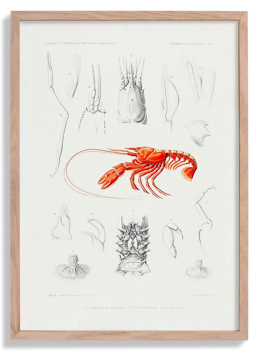 Shrimps External and Internal Organs Poster