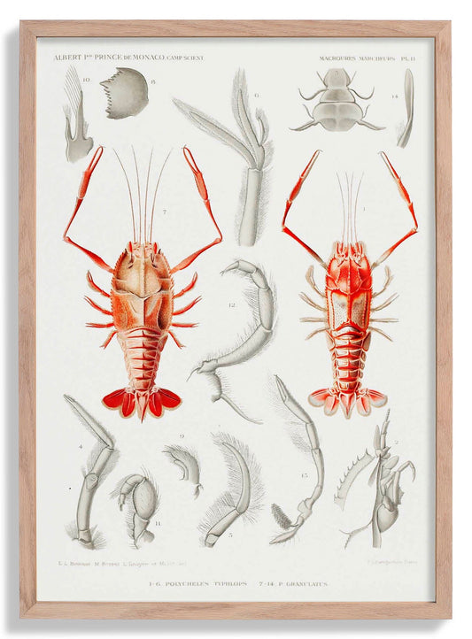 Shrimps Organe Poster