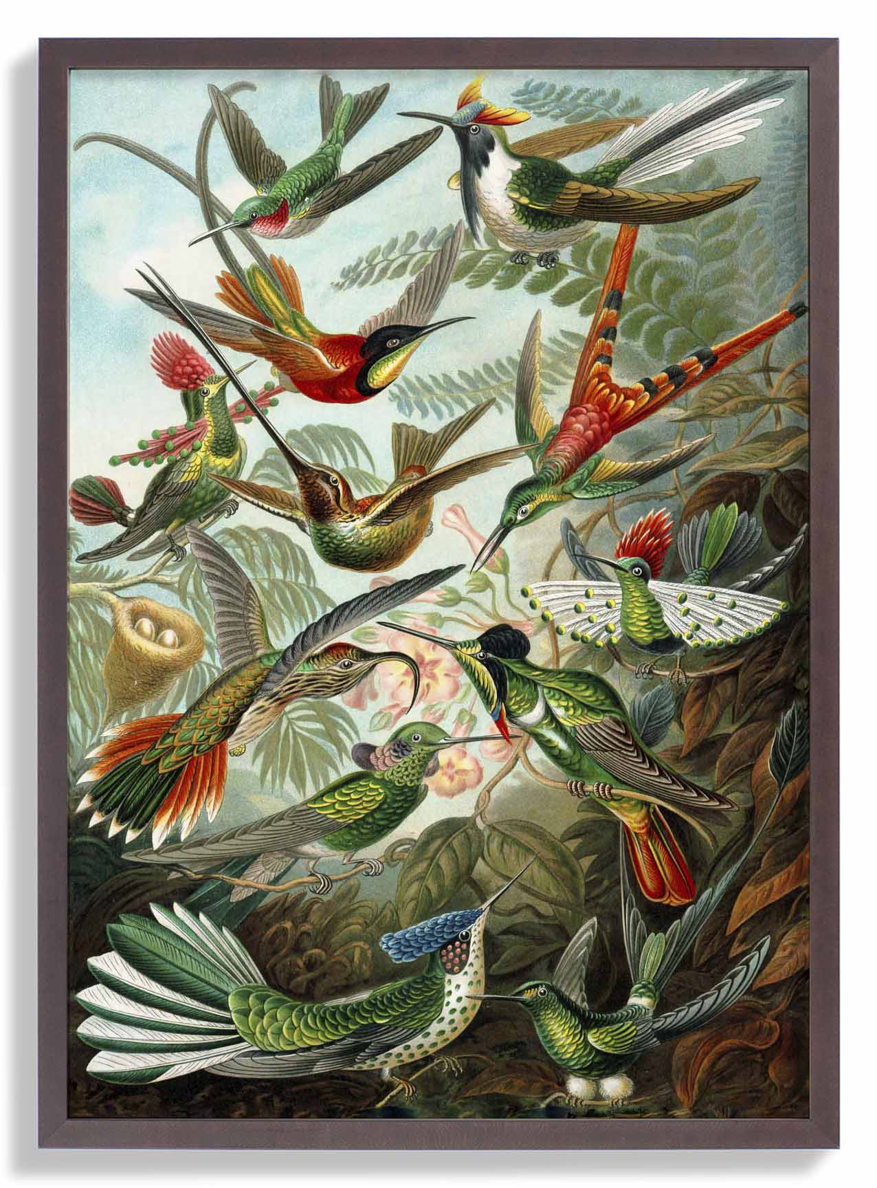 Birds of Paradise by Ernst Haeckel