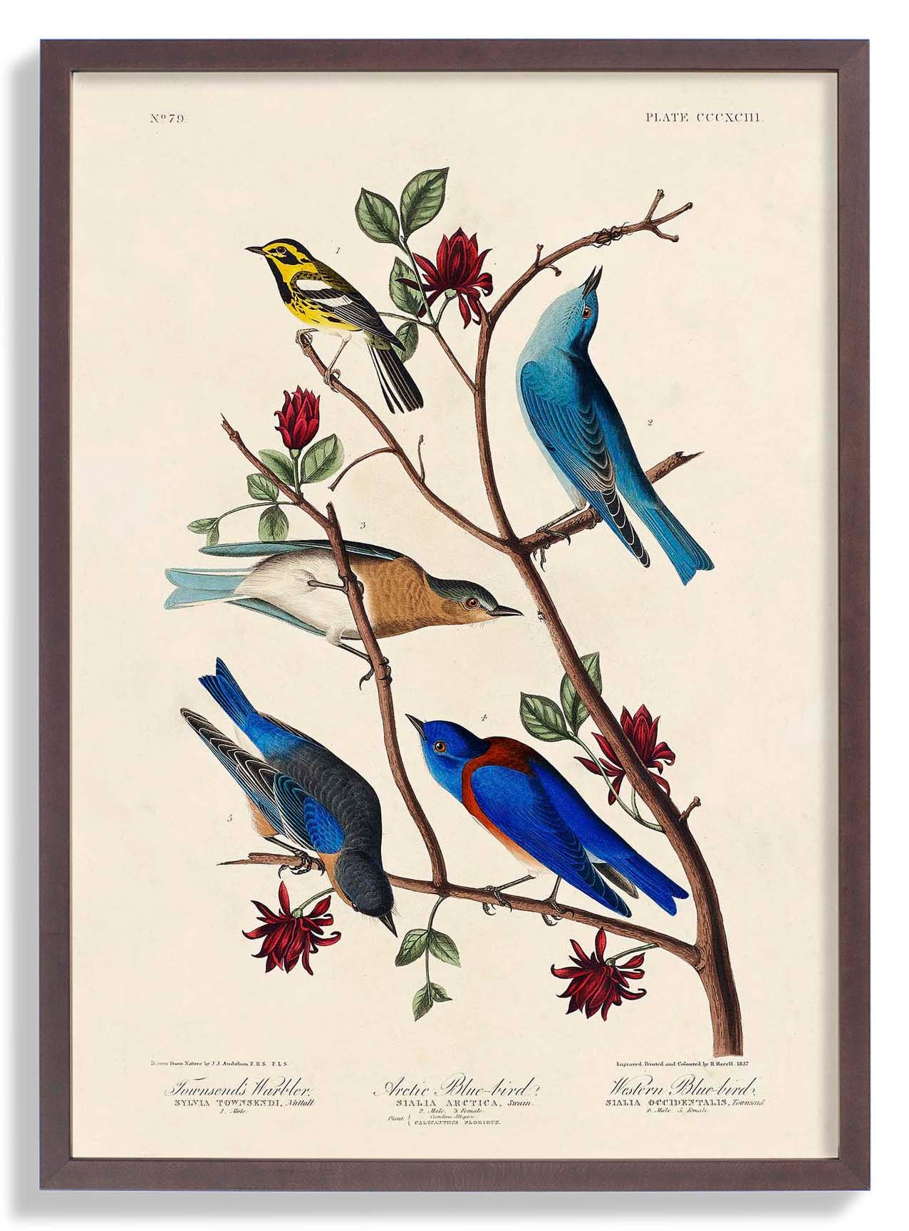 Artic and Western Blu-Bird