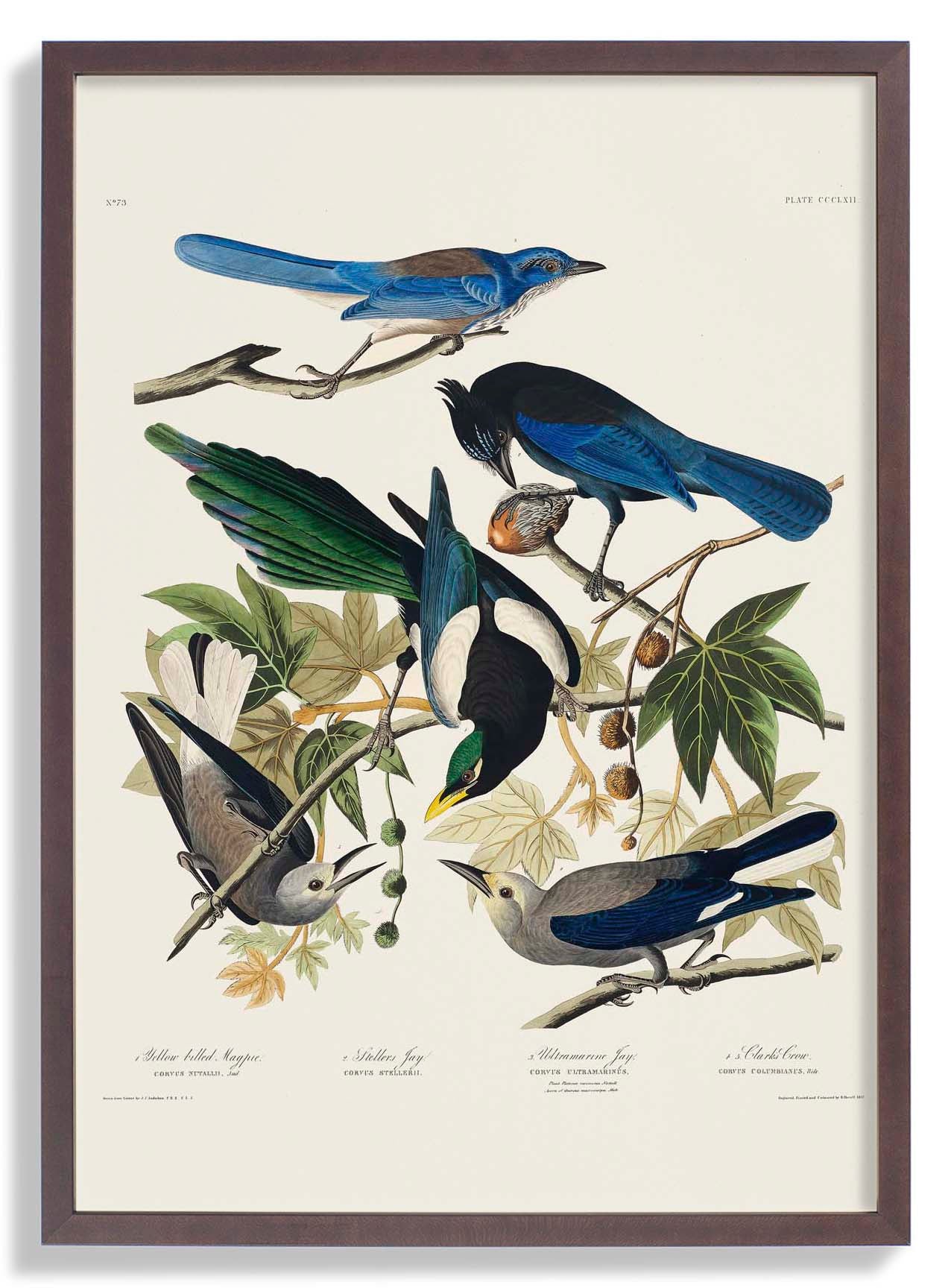Yellow-Billed Magpie, Stellers Jay, Ultramarine Jay and Clark's Crow - Birds of America